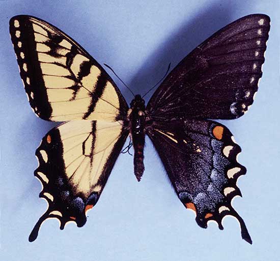 Papilio glaucus gynandromorph Pigeon Mountain (west side), Walker Co., GA 4-16-2004 (Internet Image property of respective owner, non-commercial use only)